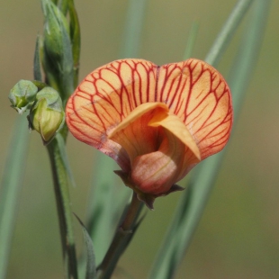 Lathyrus annuus